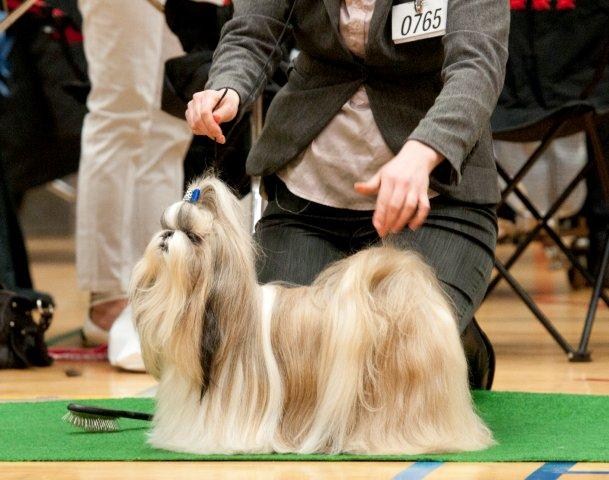 Shih Tzu Danmark